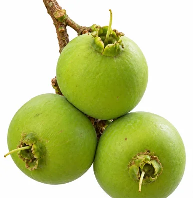 Careya arborea fruit / seeds