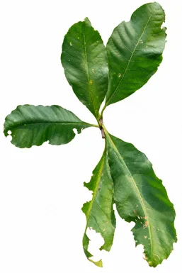 Careya arborea leaves