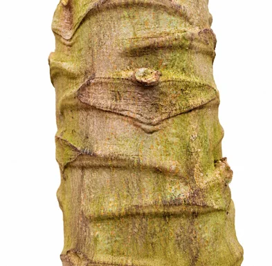 Carica papaya bark