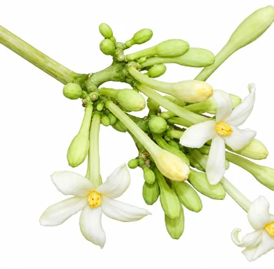 Carica papaya flower