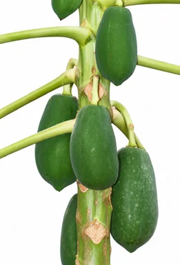Carica papaya fruit / seeds
