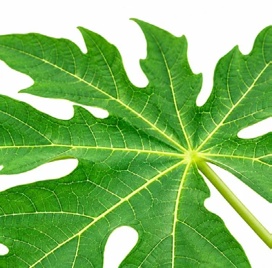 Carica papaya leaves