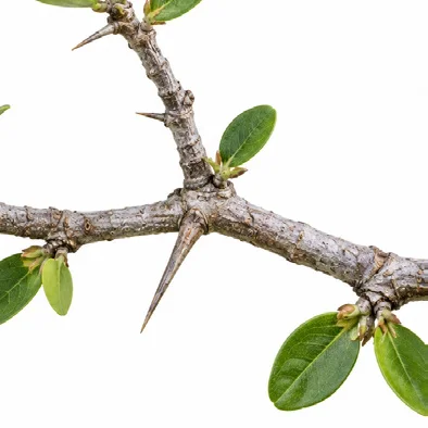 Carissa spinarum bark