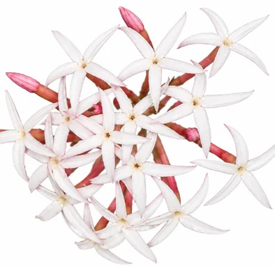 Carissa spinarum flower