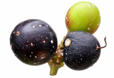 Carissa spinarum fruit / seeds
