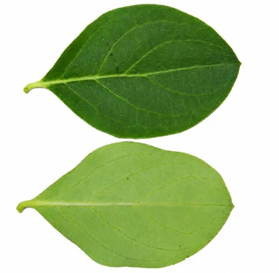 Carissa spinarum leaves