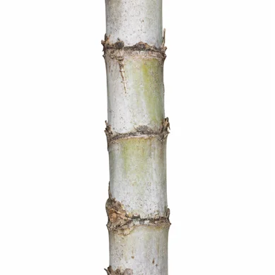 Caryota mitis bark