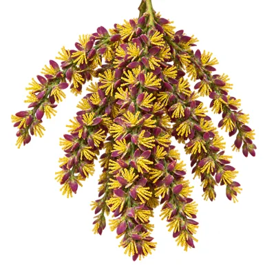 Caryota mitis flower