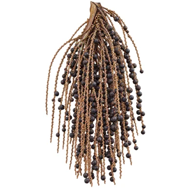 Caryota mitis fruit / seeds
