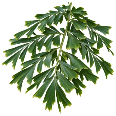 Caryota mitis leaves