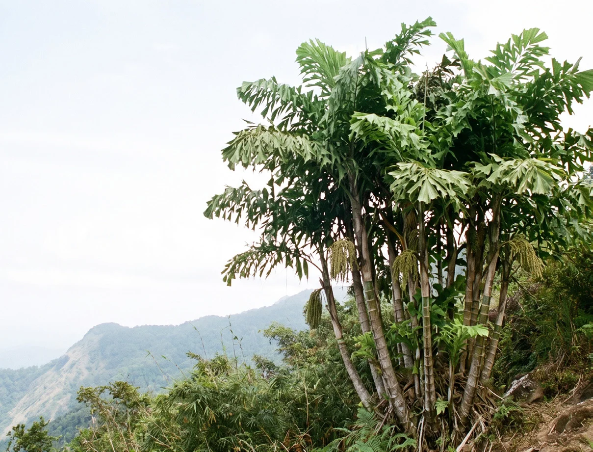 Clustered Fishtail Palm