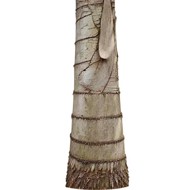 Caryota urens bark