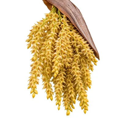 Caryota urens flower