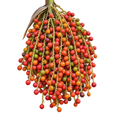 Caryota urens fruit / seeds