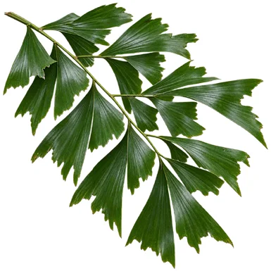 Caryota urens leaves