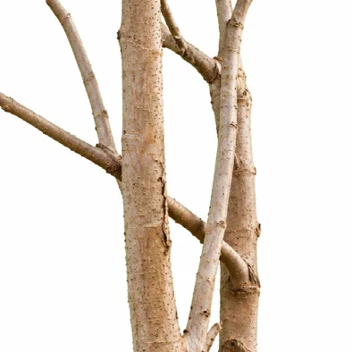Cassia fistula bark