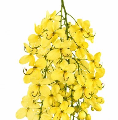 Cassia fistula flower