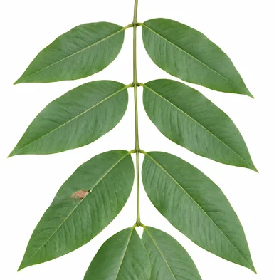 Cassia fistula leaves