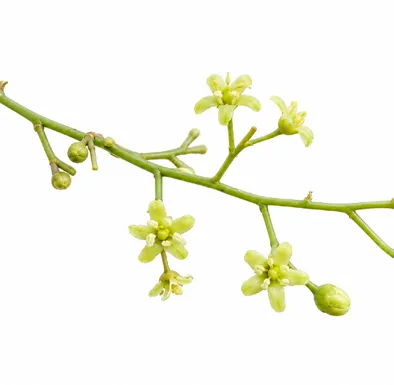 Celastrus paniculatus flower