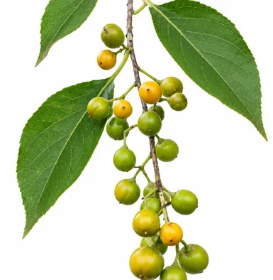 Celastrus paniculatus fruit / seeds