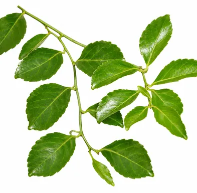 Celastrus paniculatus leaves