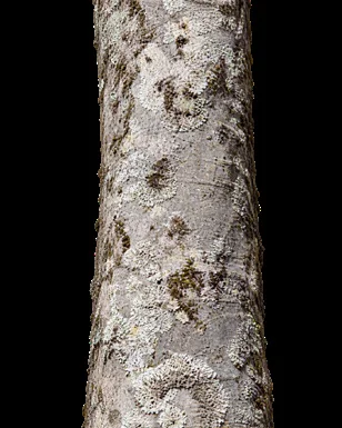 Celtis tetrandra bark