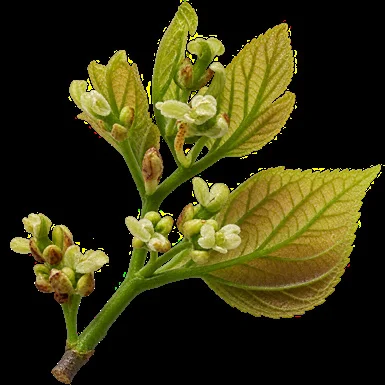 Celtis tetrandra flower