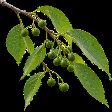 Celtis tetrandra fruit / seeds