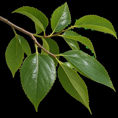 Celtis tetrandra leaves