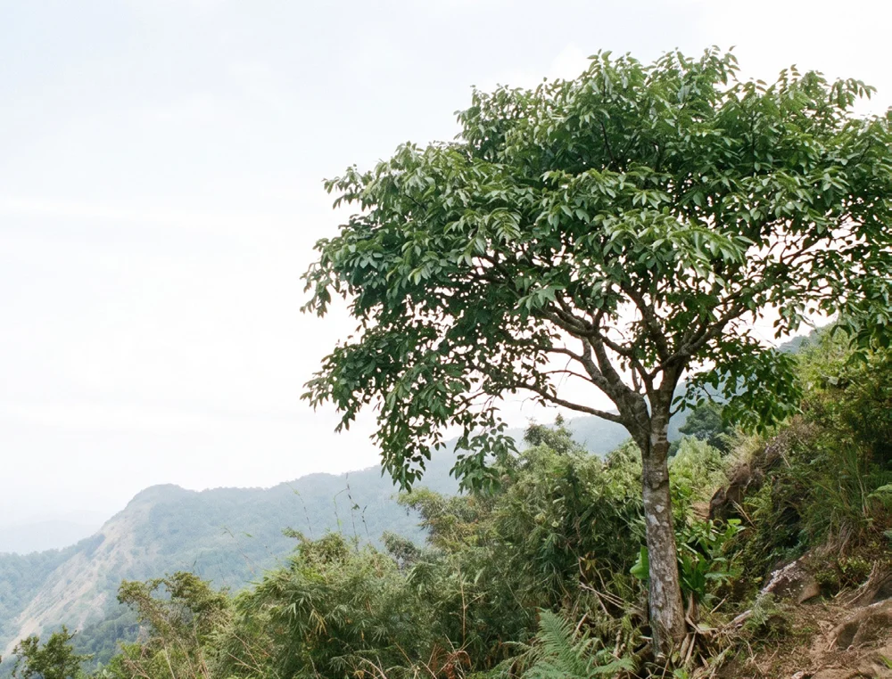 Nilgiri Elm