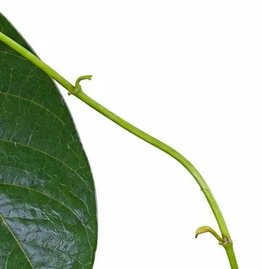 Chonemorpha fragrans bark