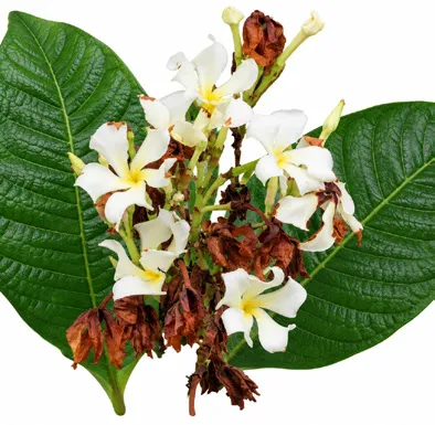 Chonemorpha fragrans flower