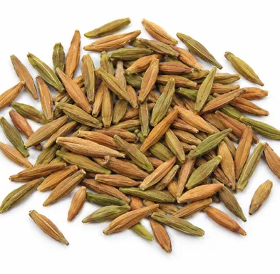 Chonemorpha fragrans fruit / seeds