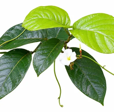 Chonemorpha fragrans leaves