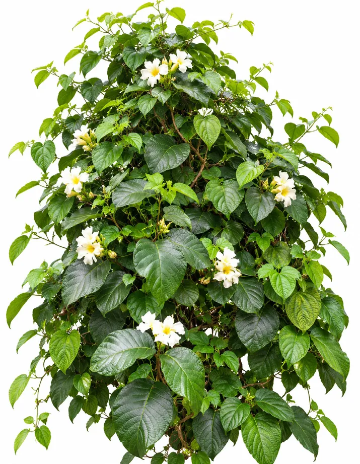 Frangipani vine