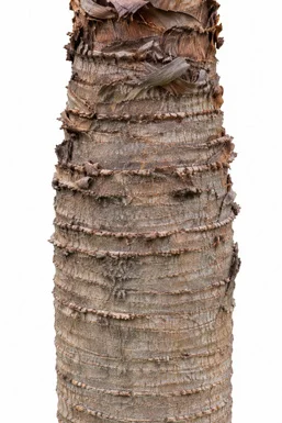 Chrysalidocarpus decaryi bark