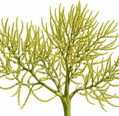 Chrysalidocarpus decaryi flower