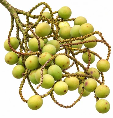 Chrysalidocarpus decaryi fruit / seeds