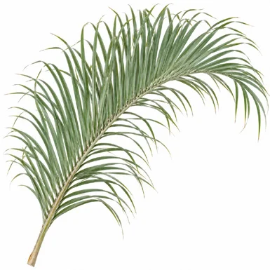 Chrysalidocarpus decaryi leaves