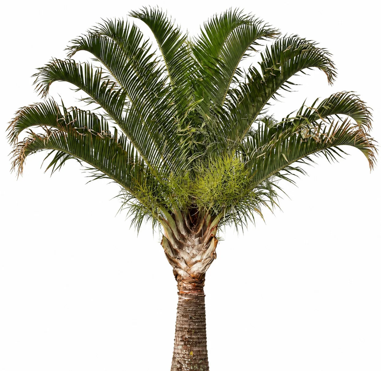 Triangle Palm