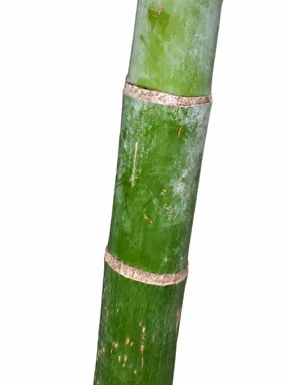 Chrysalidocarpus lutescens bark