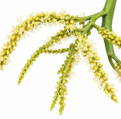 Chrysalidocarpus lutescens flower