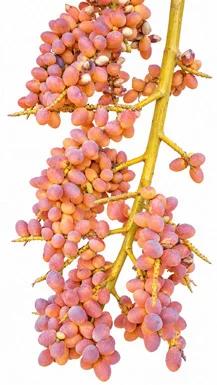 Chrysalidocarpus lutescens fruit / seeds