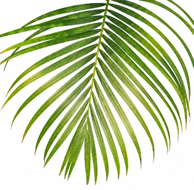 Chrysalidocarpus lutescens leaves