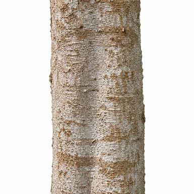 Chukrasia tabularis bark