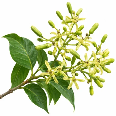 Chukrasia tabularis flower
