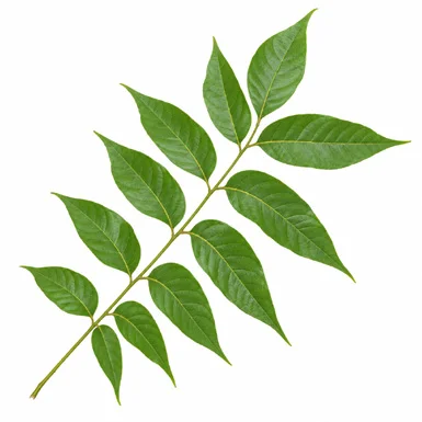 Chukrasia tabularis leaves