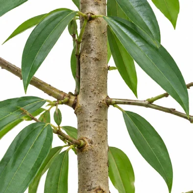 Cinnamomum malabatrum bark
