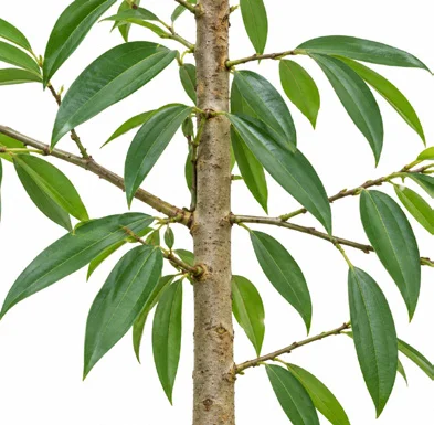 Cinnamomum malabatrum flower