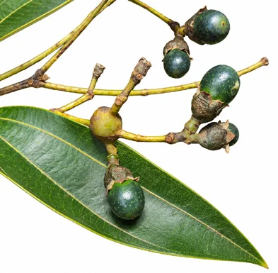 Cinnamomum malabatrum fruit / seeds
